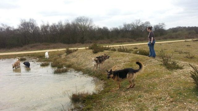 Dog walk at Greenham Common