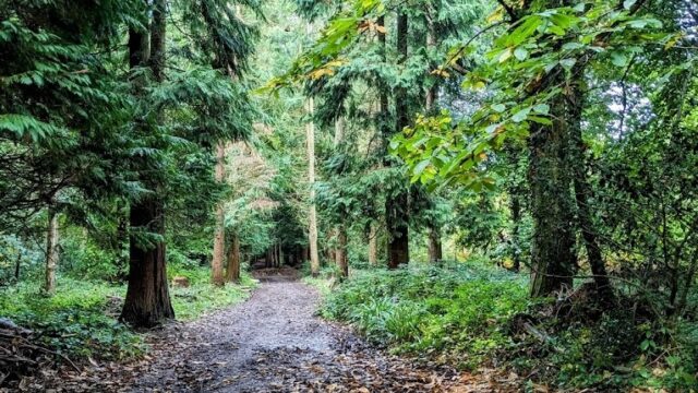 Dog walk at Greyfield Wood
