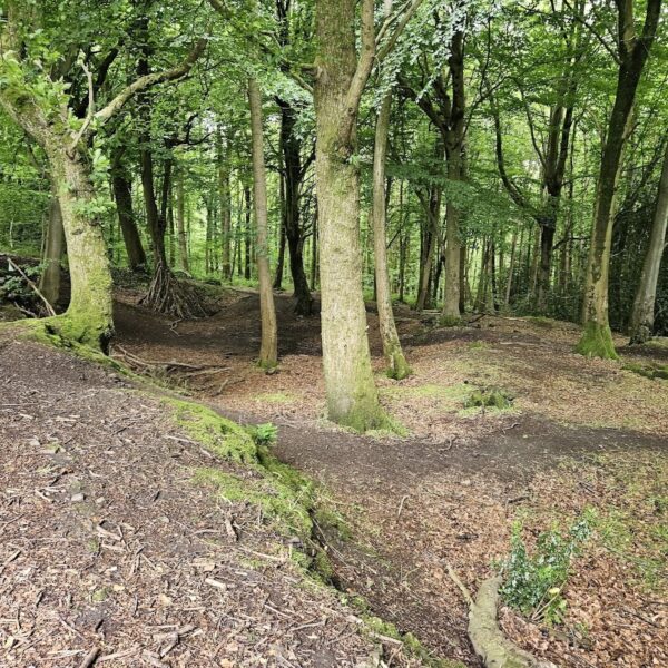 Greyfield Wood photo 2