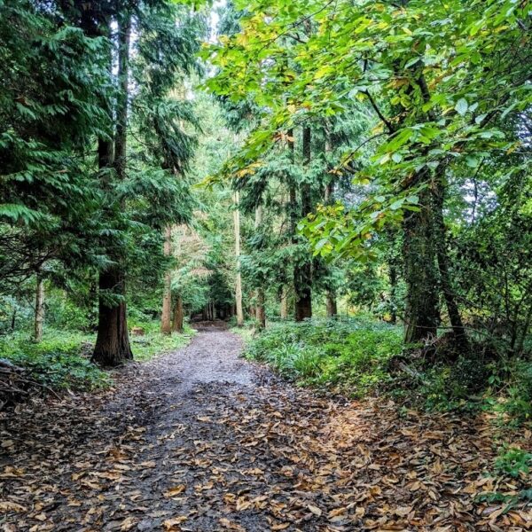 Greyfield Wood photo 1