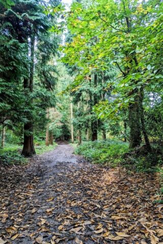Dog walk at Greyfield Wood photo