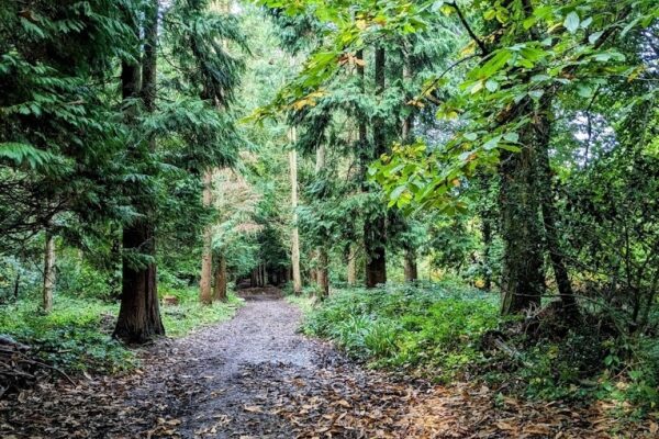 Greyfield Woodphoto