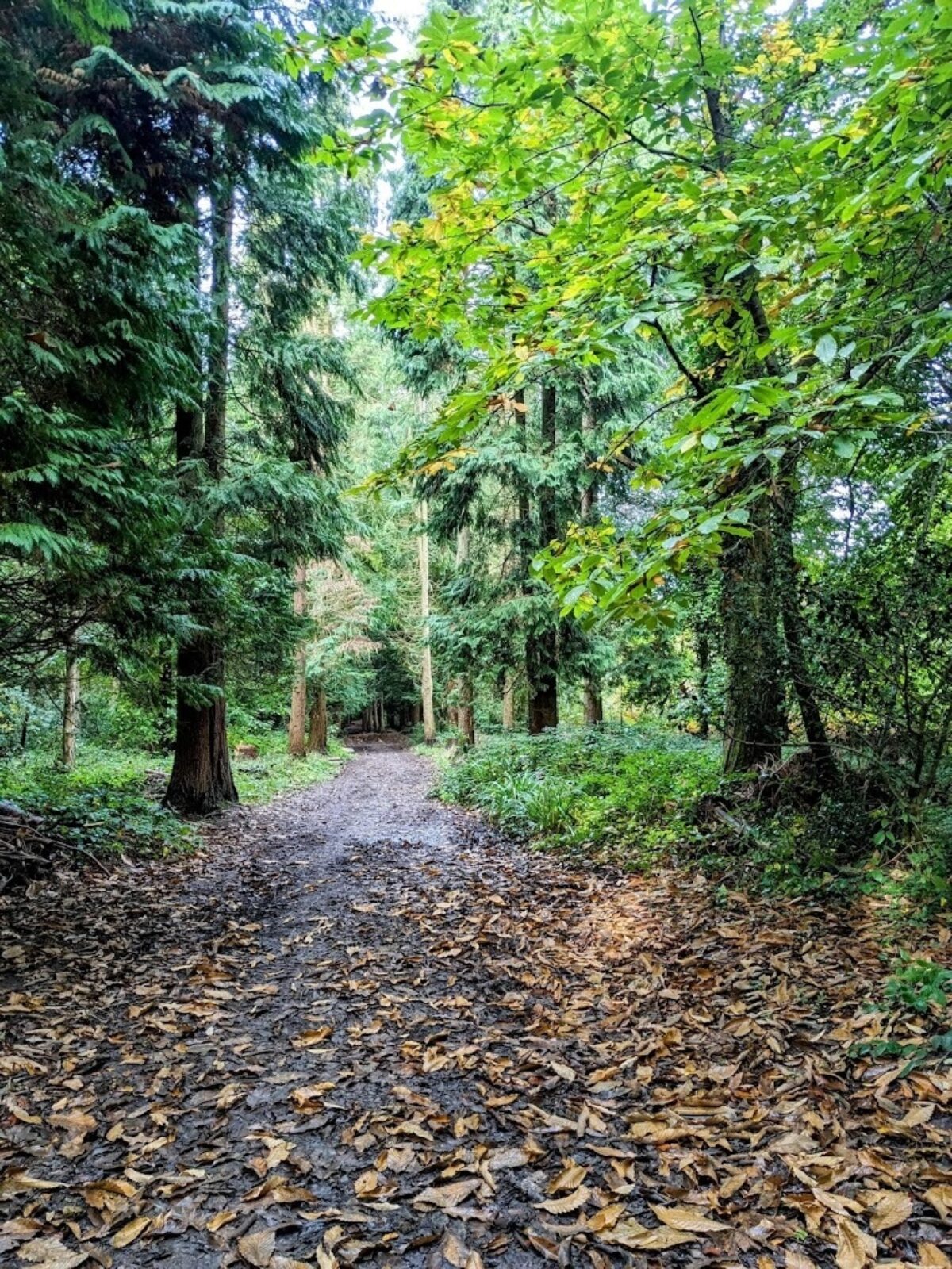 Greyfield Wood large photo 1