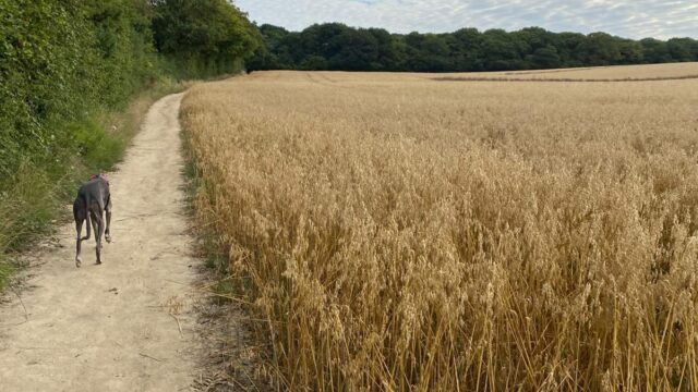 Dog walk at Grove Woods to Hockley Woods