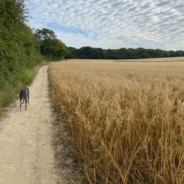Grove Woods to Hockley Woods photo 1
