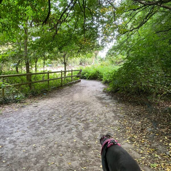 Grove Woods to Hockley Woods photo 3