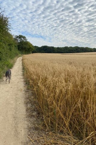 Dog walk at Grove Woods to Hockley Woods photo