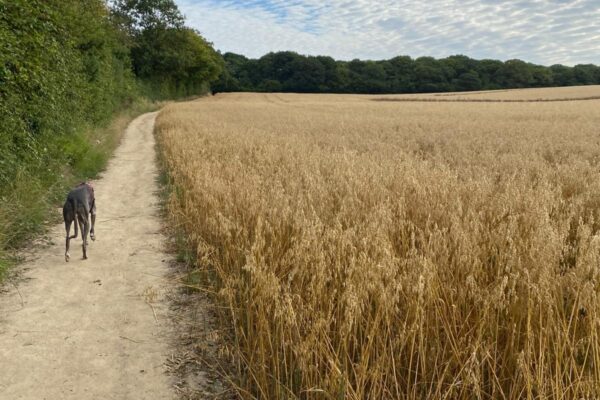 Grove Woods to Hockley Woodsphoto