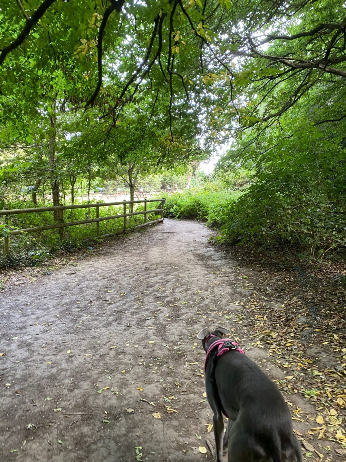 Grove Woods to Hockley Woods large photo 3 Grove Woods to Hockley Woods large photo 3