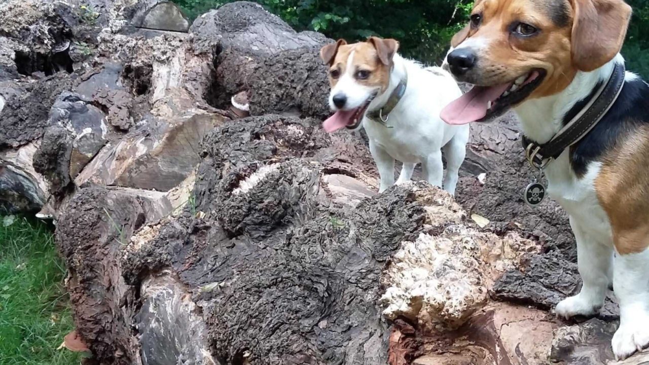 Dog walks in Surrey · Walkiees