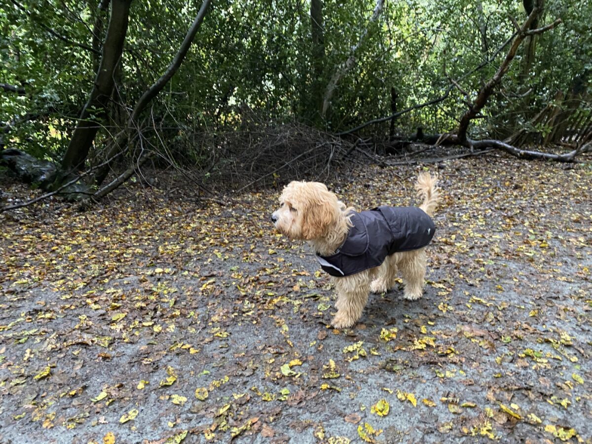 Hainault Forest Adventure large photo 4