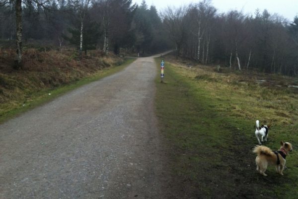 Haldon Forest Parkphoto