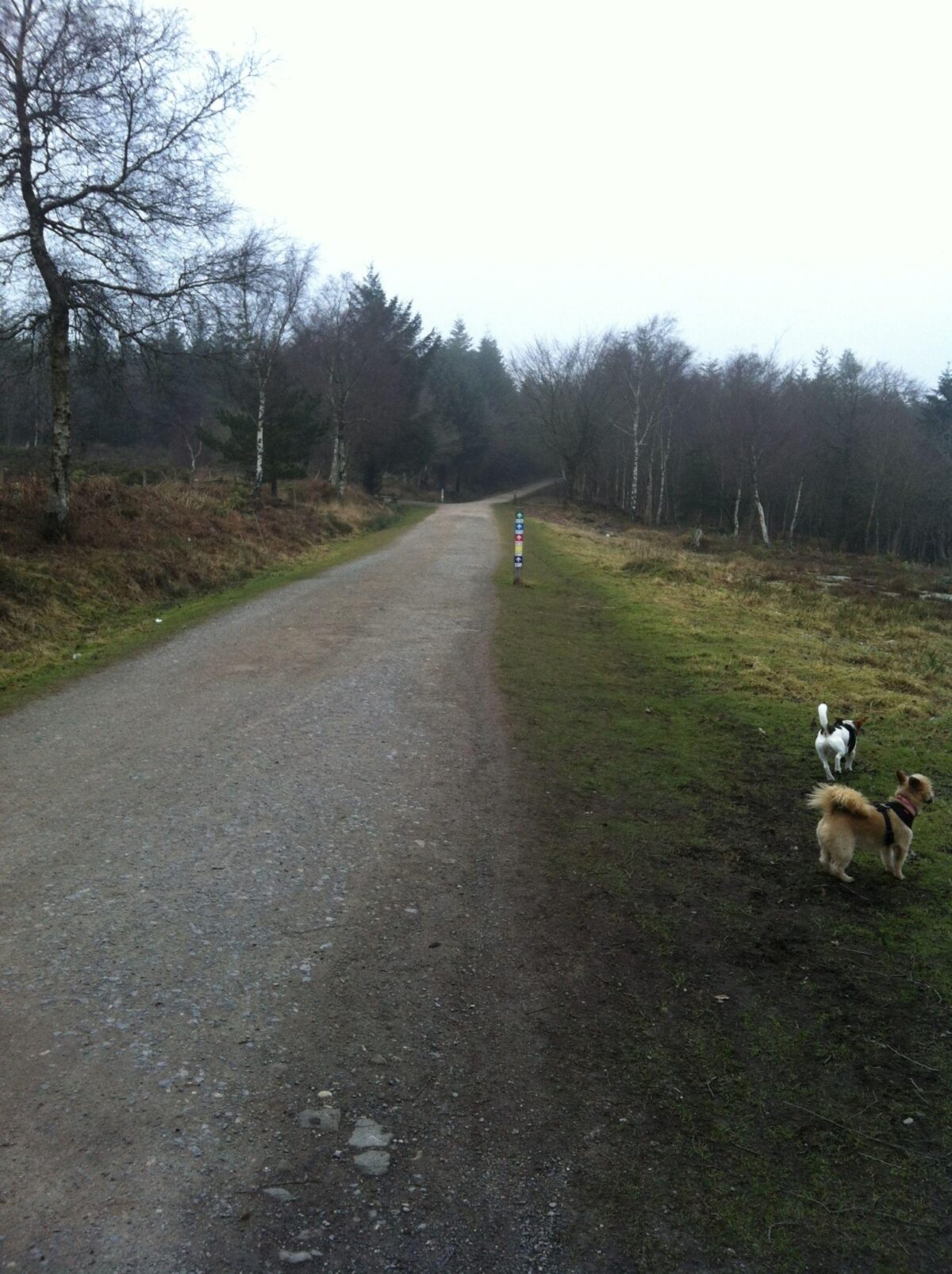 Haldon Forest Park large photo 1