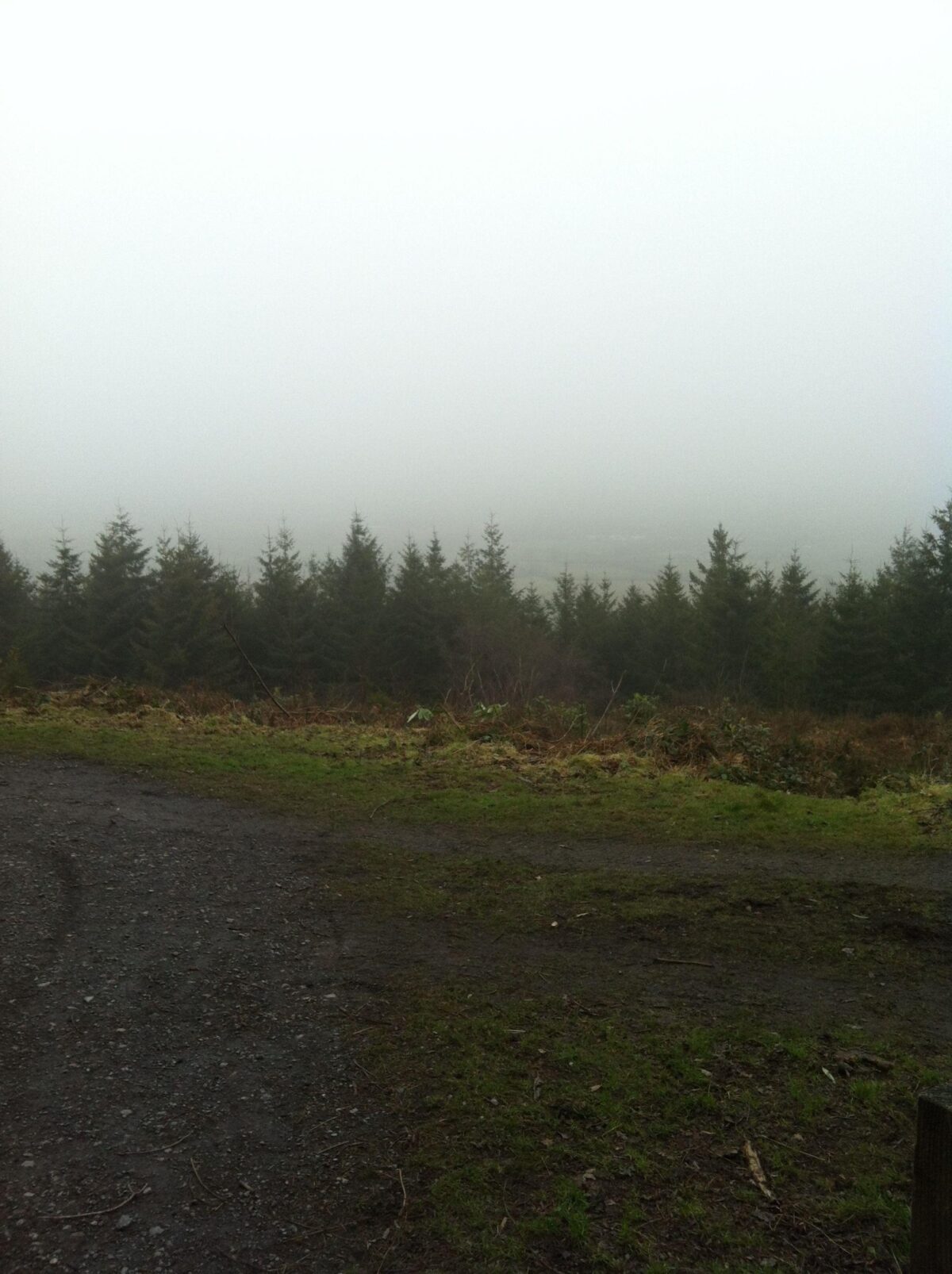 Haldon Forest Park large photo 2