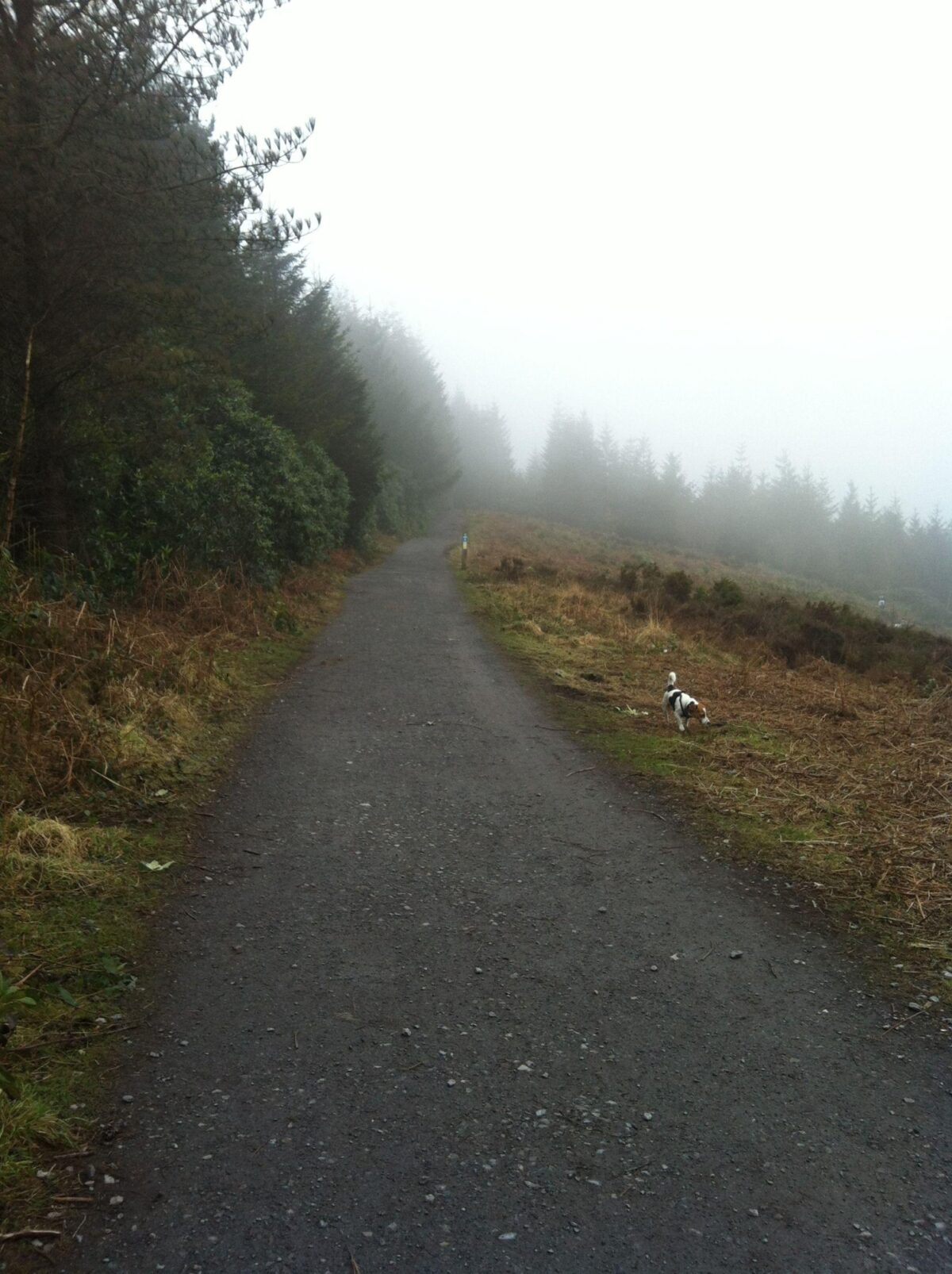 Haldon Forest Park large photo 3