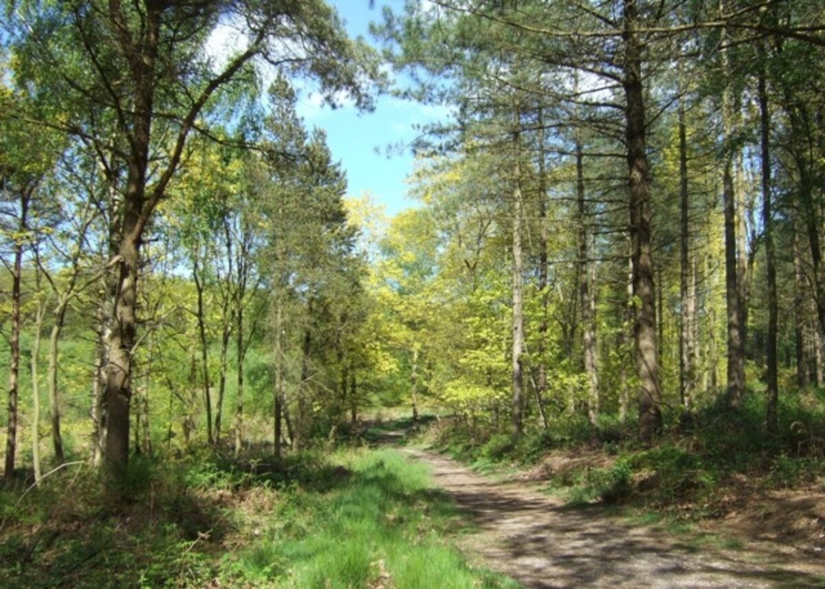 Hanchurch Woods large photo 1