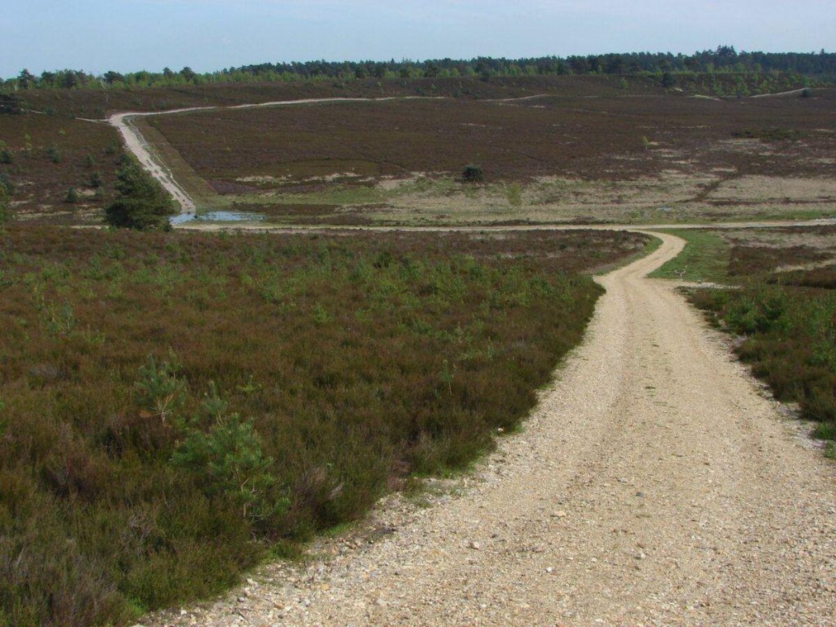 Hankley Common large photo 2