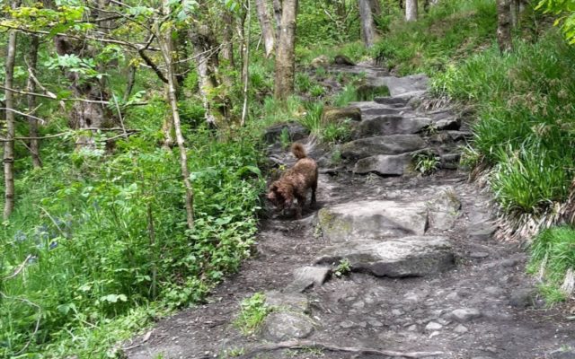 Hardcastle Crags Dog walk in Yorkshire (West)