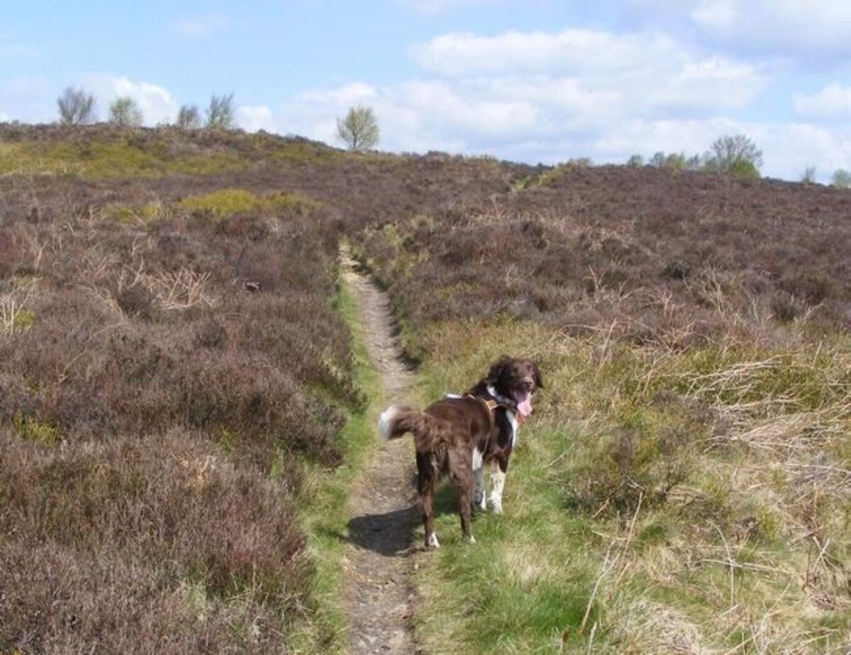 Harden Moor large photo 1