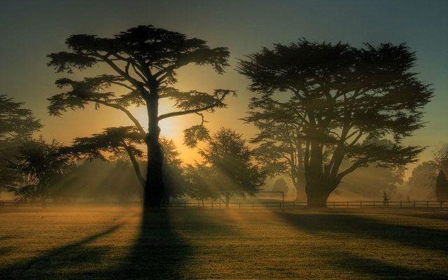 Hardwick Heath Dog walk in Suffolk