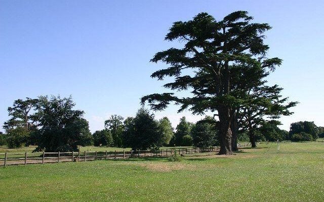 Hardwick Heath Dog walk in Suffolk