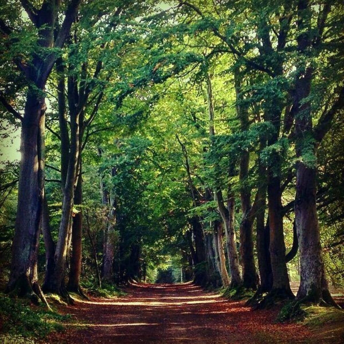 Dog walk at Harlestone Firs · Northamptonshire · Walkiees