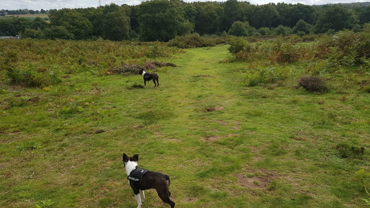 Dog walks in Herefordshire · Walkiees