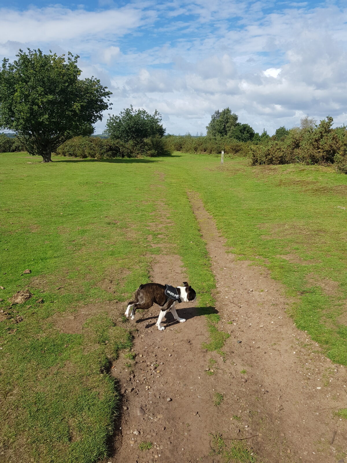 Hartlebury Common large photo 4