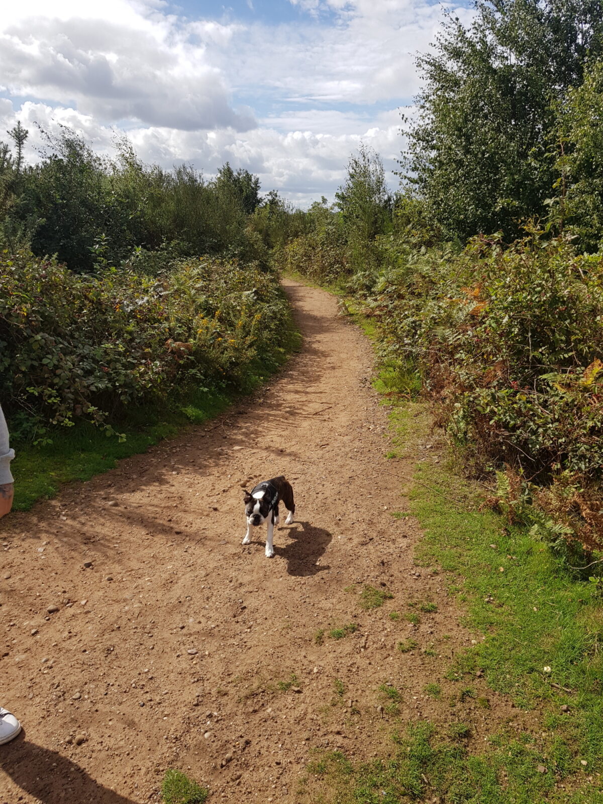 Hartlebury Common large photo 3