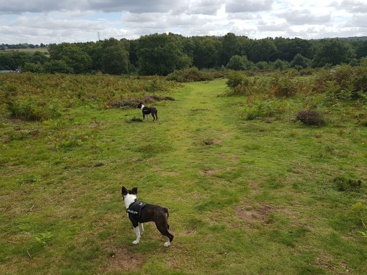 Hartlebury Common large photo 1