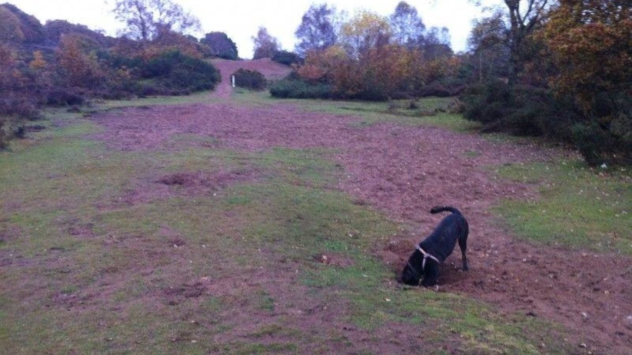 Dog walks in Herefordshire · Walkiees
