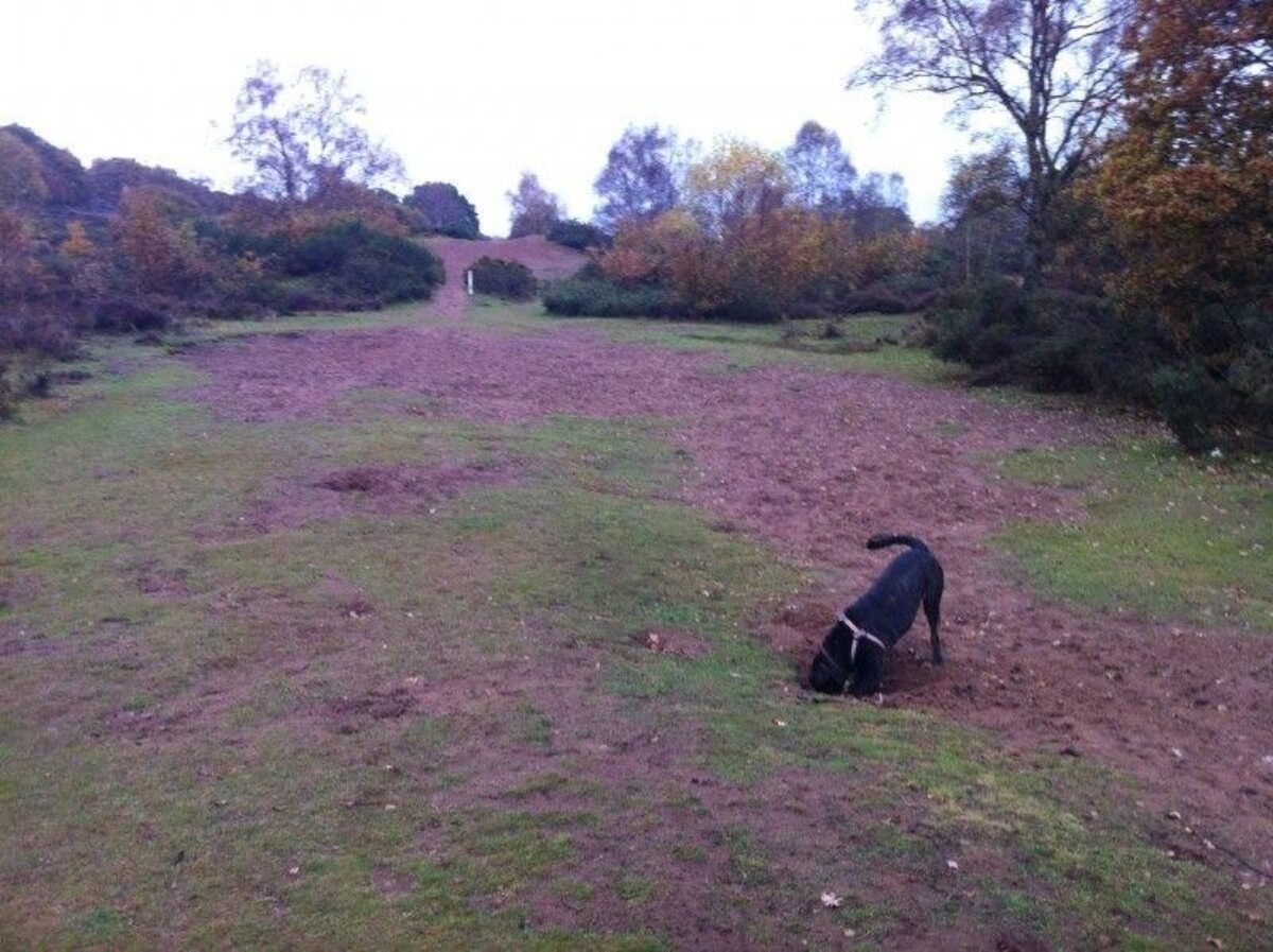 Hartlebury Common large photo 1