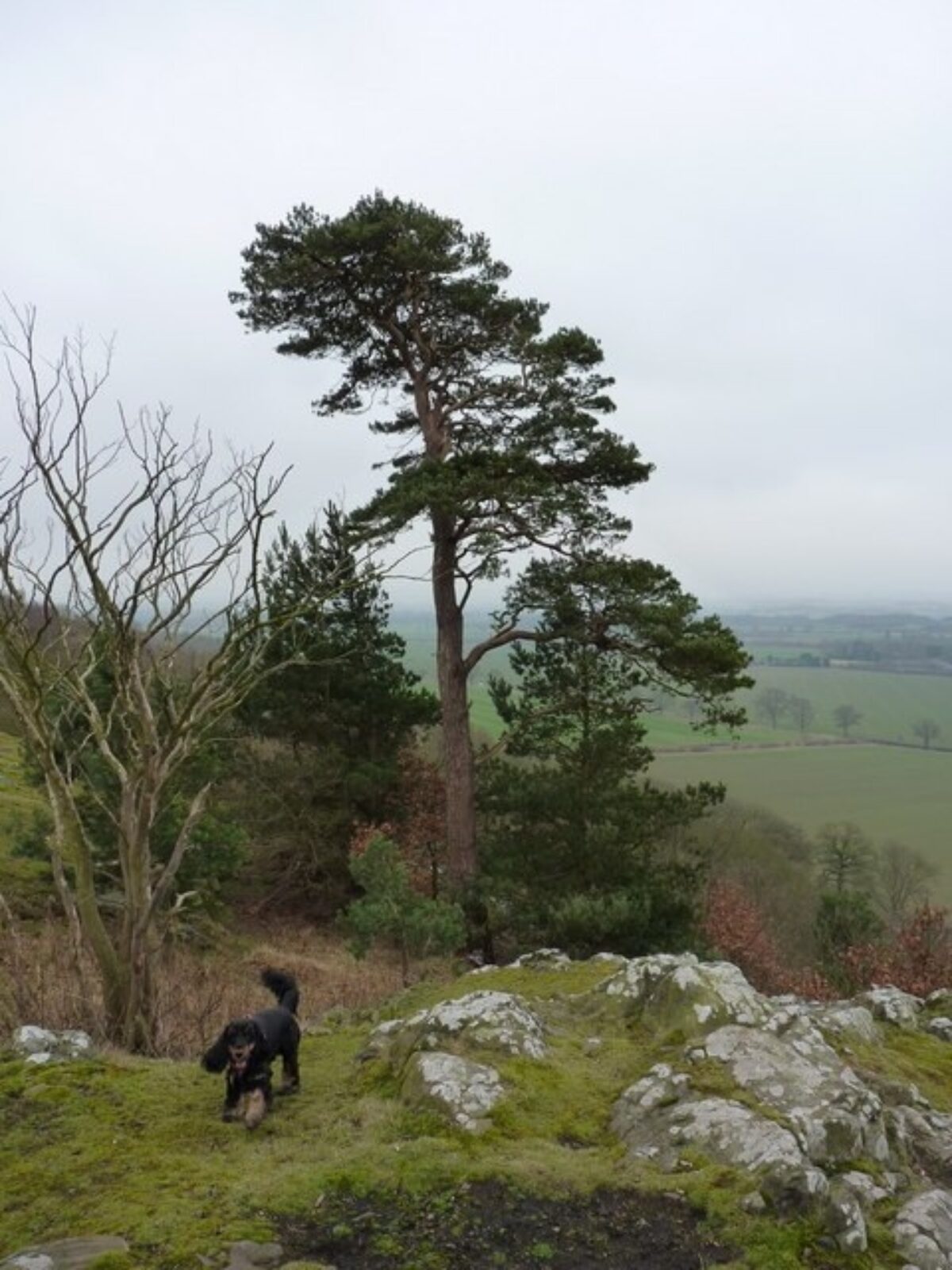 Haughmond Hill large photo 2