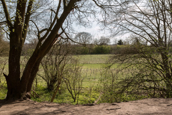 Heartwood Forest, Sandridgephoto