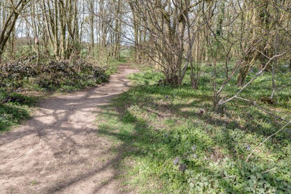 Heartwood Forestphoto