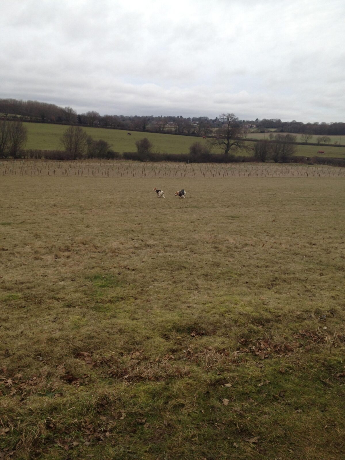 Heartwood Forest large photo 1