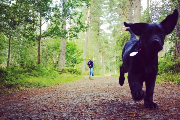 Heatherhall Woods, Ladybankphoto