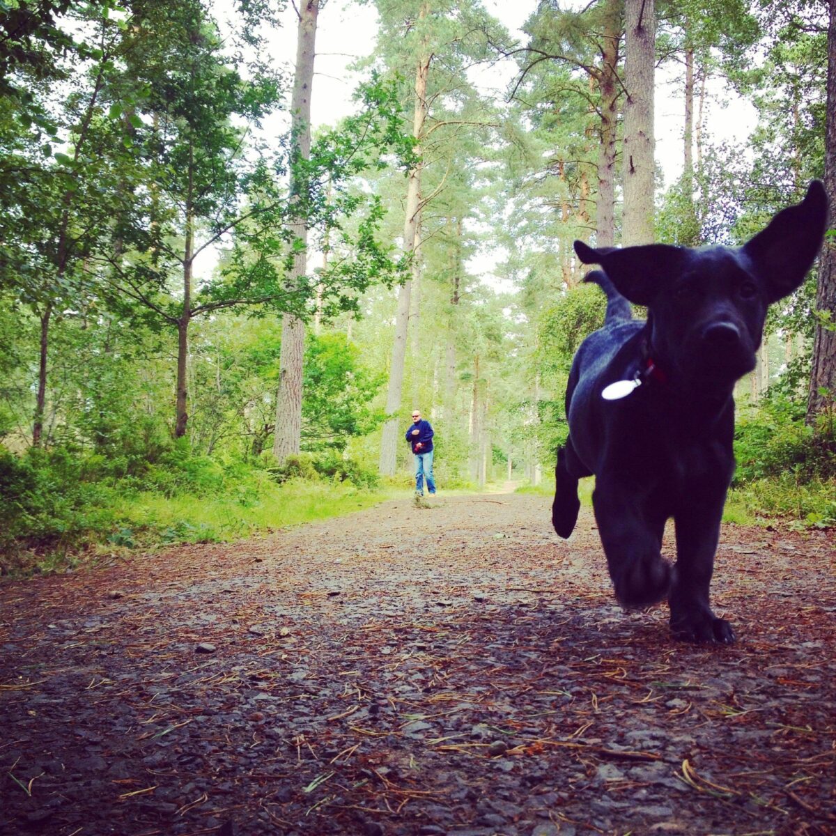 Heatherhall Woods, Ladybank large photo 1