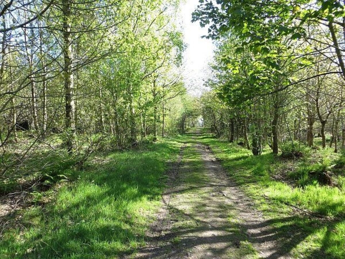 Heatherhall Woods, Ladybank large photo 3