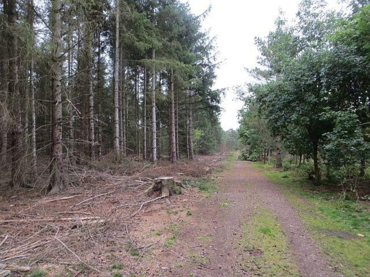 Heatherhall Woods, Ladybank large photo 4