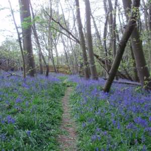 Highwoods Country Park