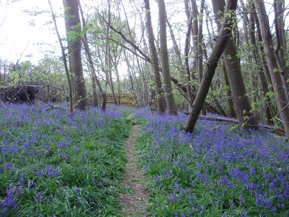 Highwoods Country Park large photo 1