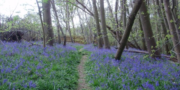 Highwoods Country Park