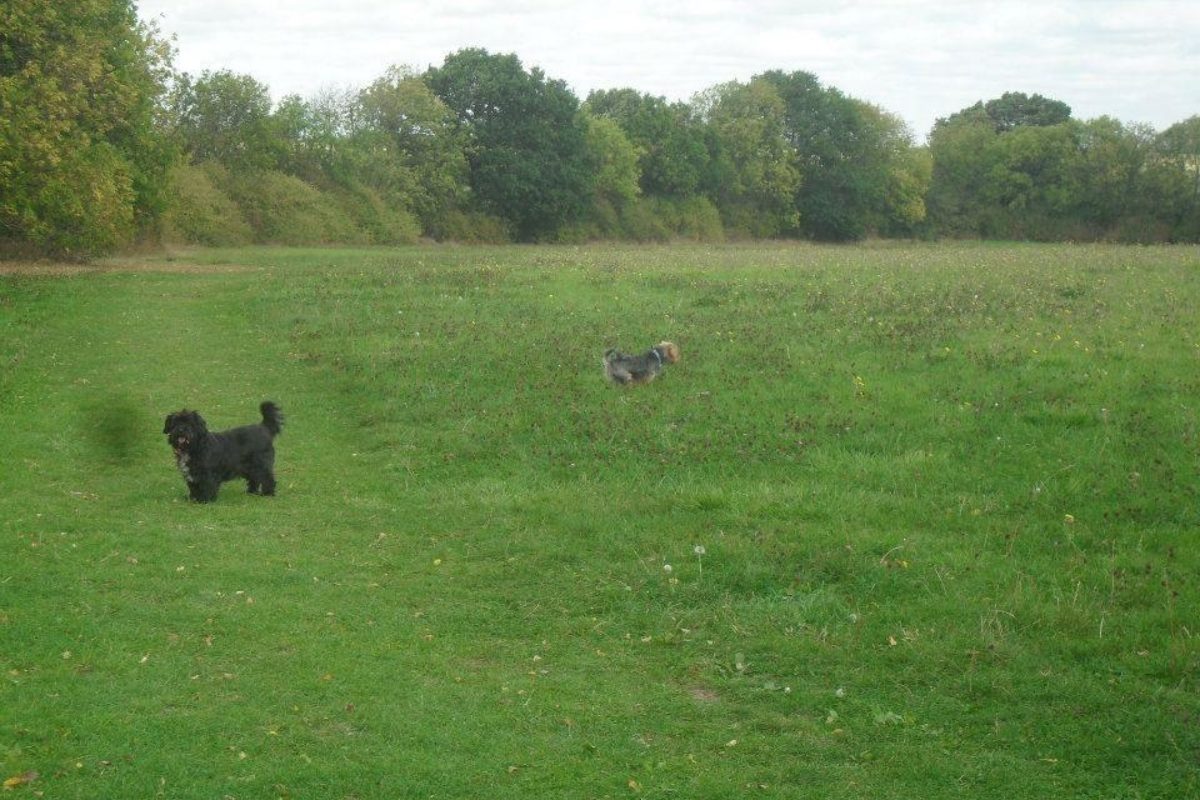 Dog walk at Hill Rise Dog Walk, St Ives · Cambridgeshire · Walkiees