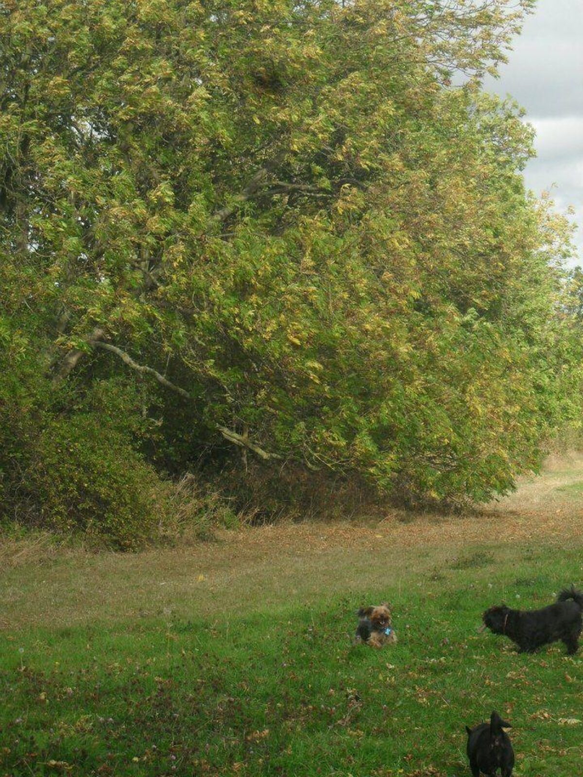 Hill Rise Dog Walk, St Ives large photo 3