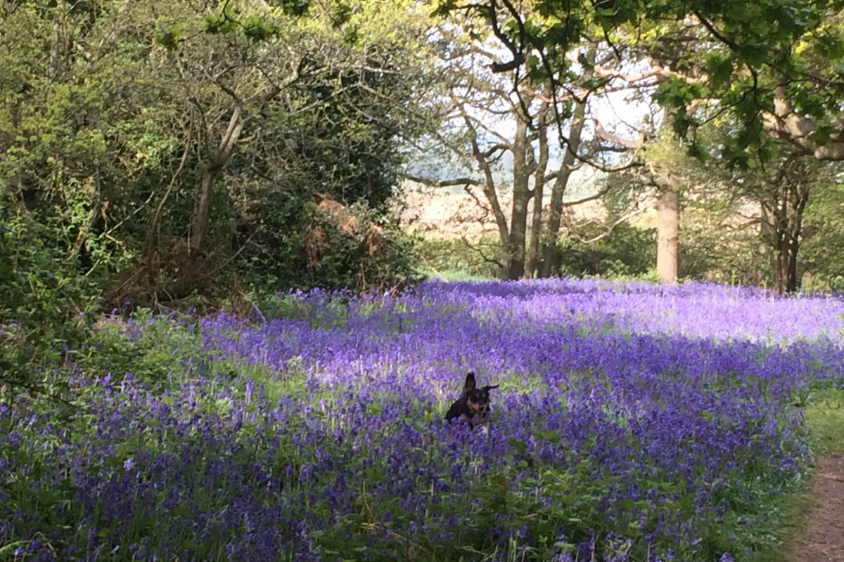 Dog walk at Hillhouse Wood, West Bergholt, Colchester · Essex · Walkiees