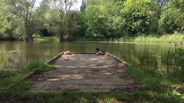 Dog walk at Hinchingbrooke Country Park