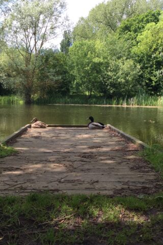 Dog walk at Hinchingbrooke Country Park photo