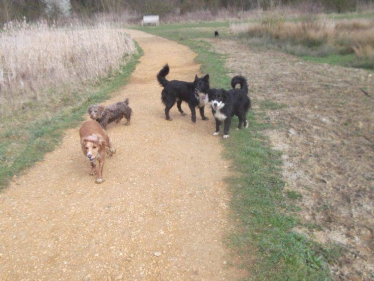 Hinchingbrooke Country Park large photo 5