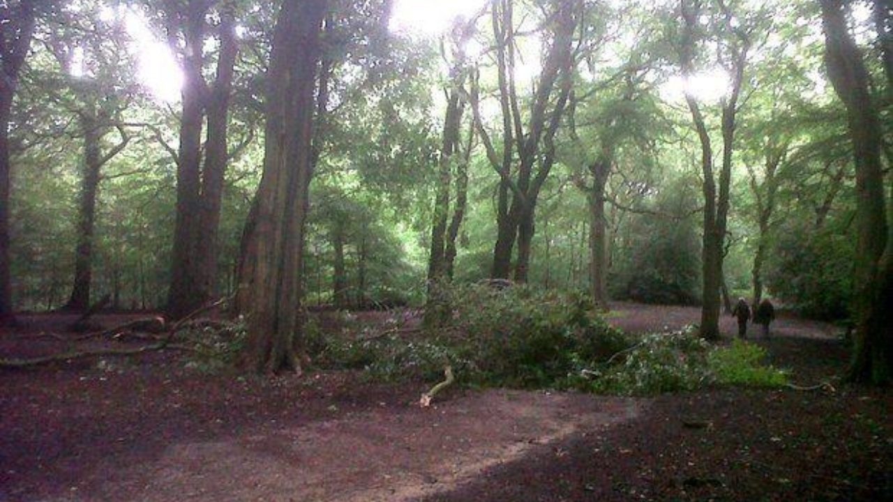 Dog walks in Yorkshire (North) · Walkiees